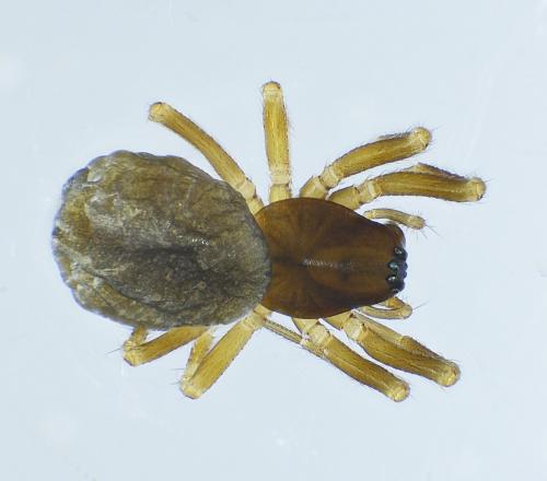 Réf. 237 302 : Monocephalus fuscipes